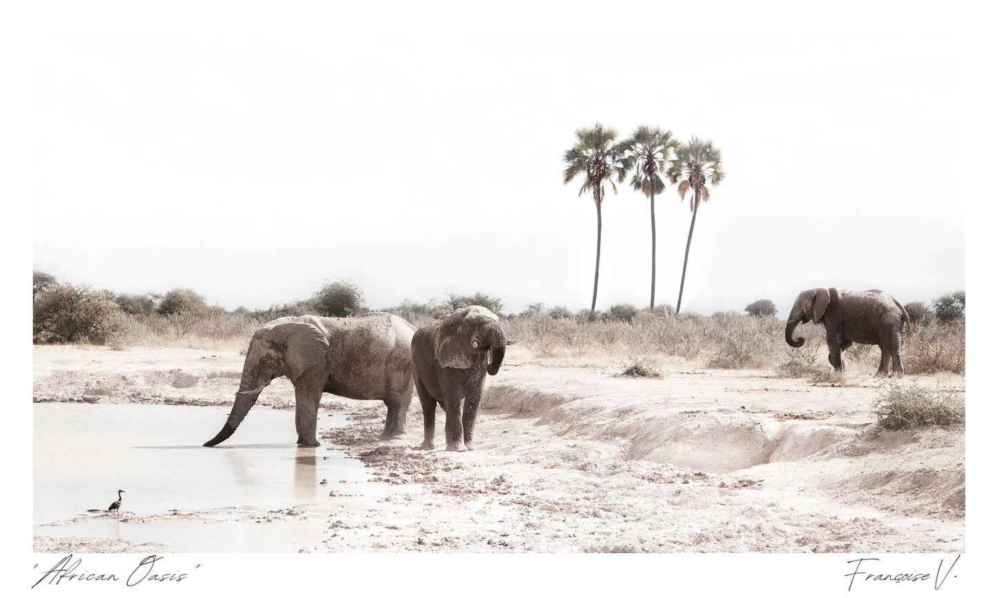African Oasis Postcard