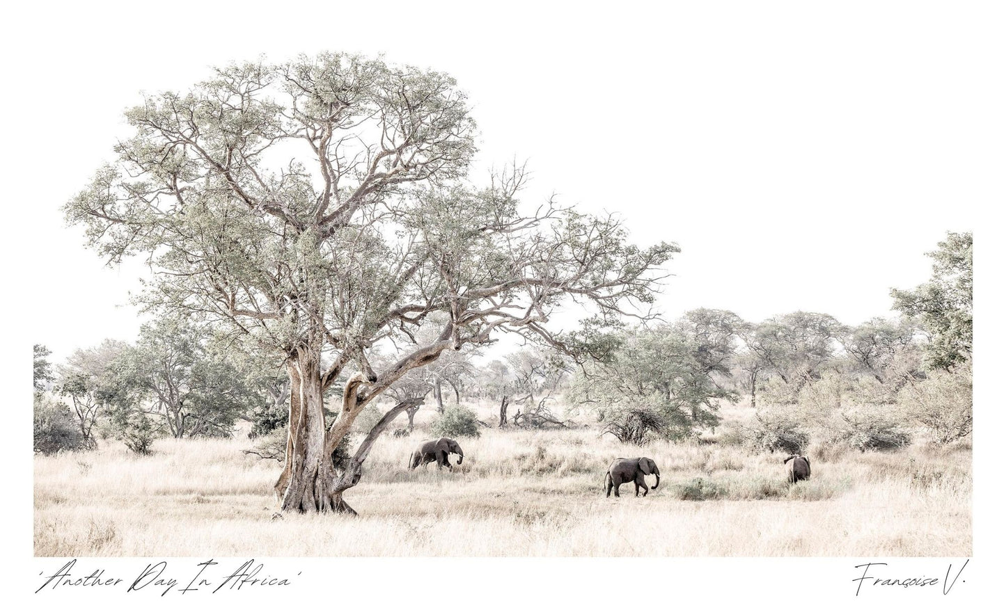 Another Day In Africa Postcard