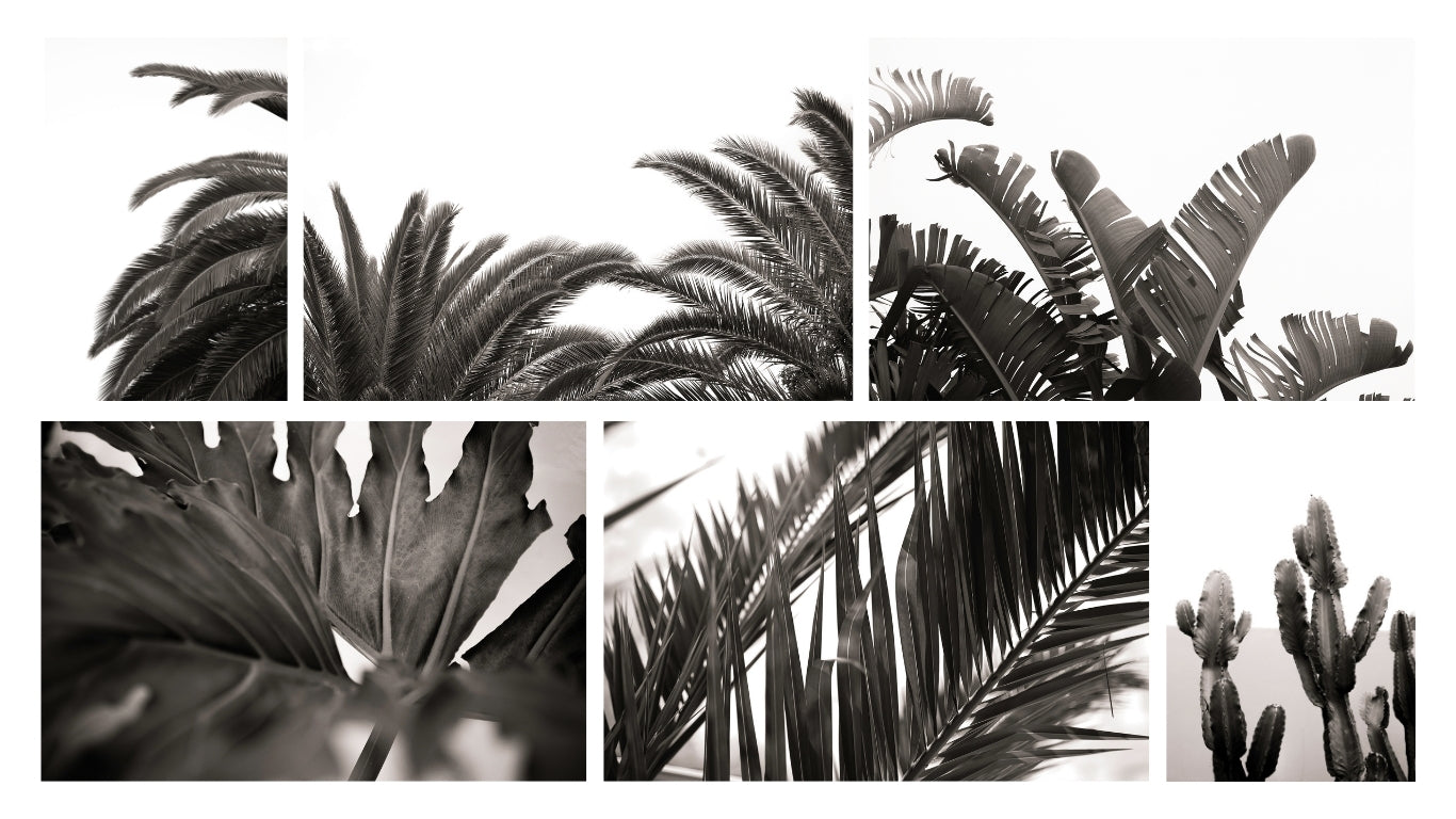 Collage of black and white palm leaf images.
