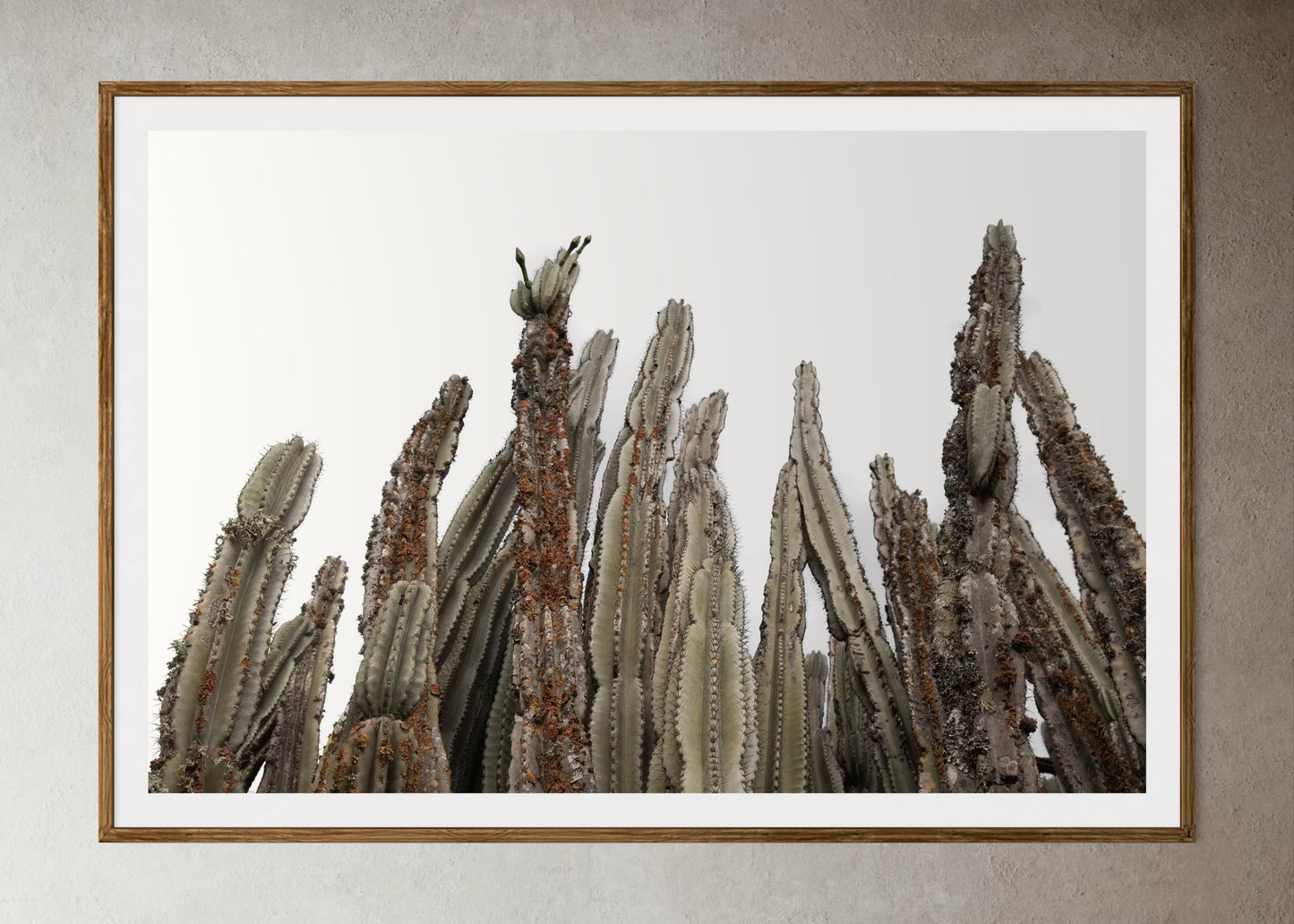 ASPIRING CACTI