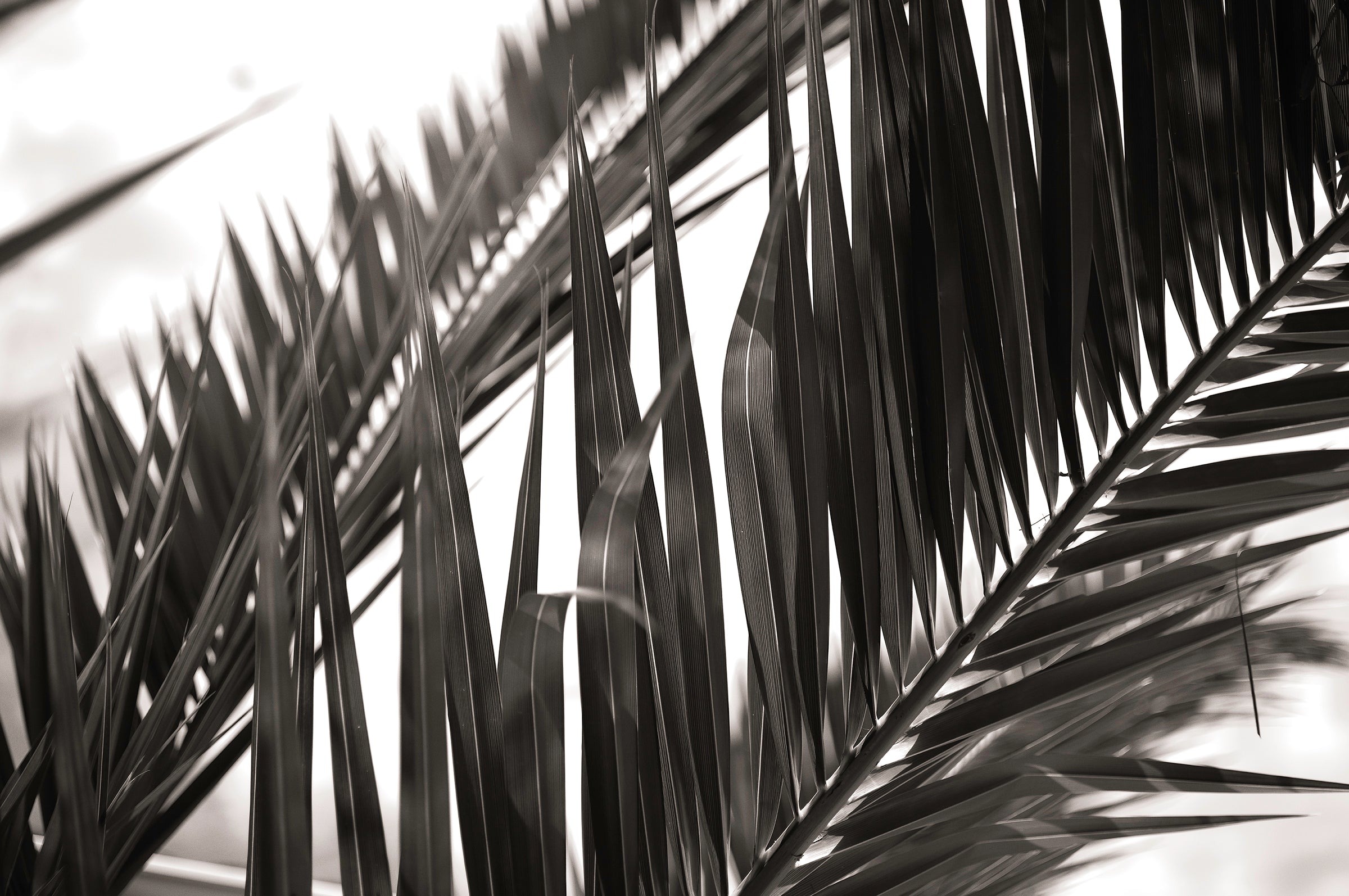 Black and white artwork print of close up of palm leaves by Francoise V Fine Art Gallery in Cape Town.