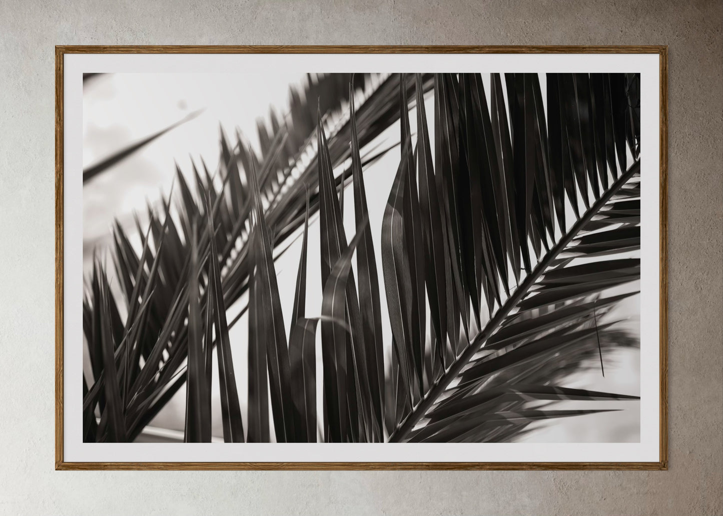 Natural wood framed artwork of black and white close up of palm leaves by Francoise V Fine Art Gallery in Cape Town.