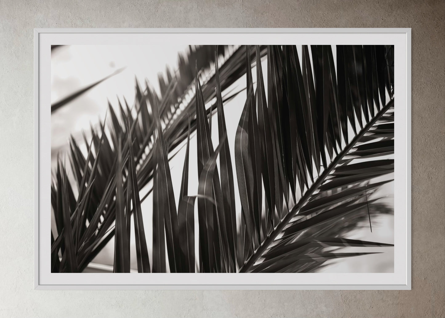 White box framed artwork of black and white close up of palm leaves by Francoise V Fine Art Gallery in Cape Town.