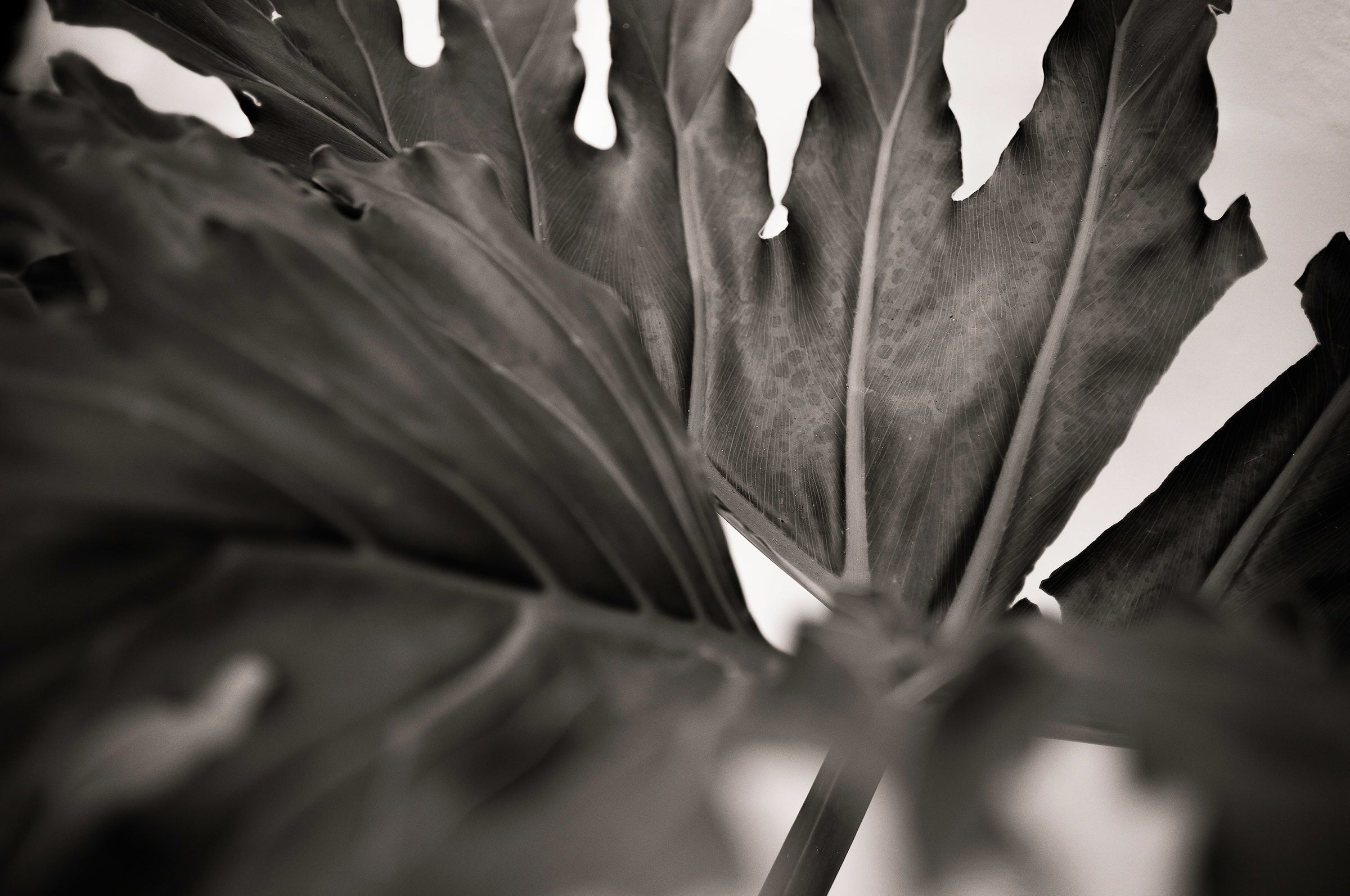 Artwork print of a large leaf by Francoise V Fine Art Gallery in Cape Town, South Africa