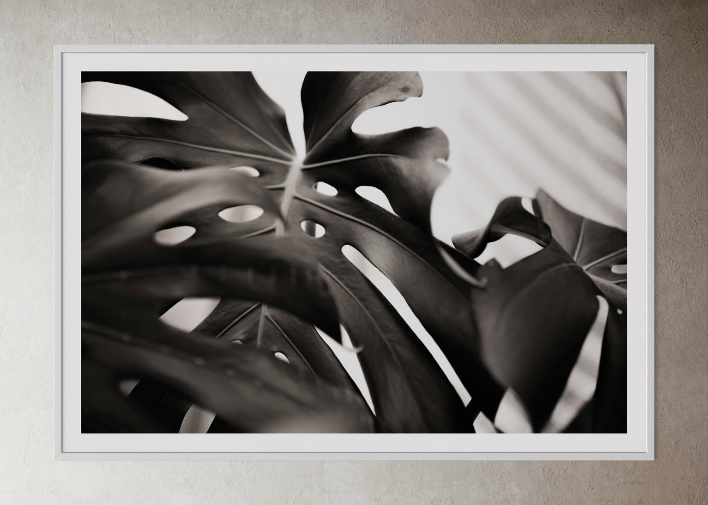 White box-framed artwork print of a ppalm leaf by Francoise V Fine Art Gallery in Cape Town, South Africa