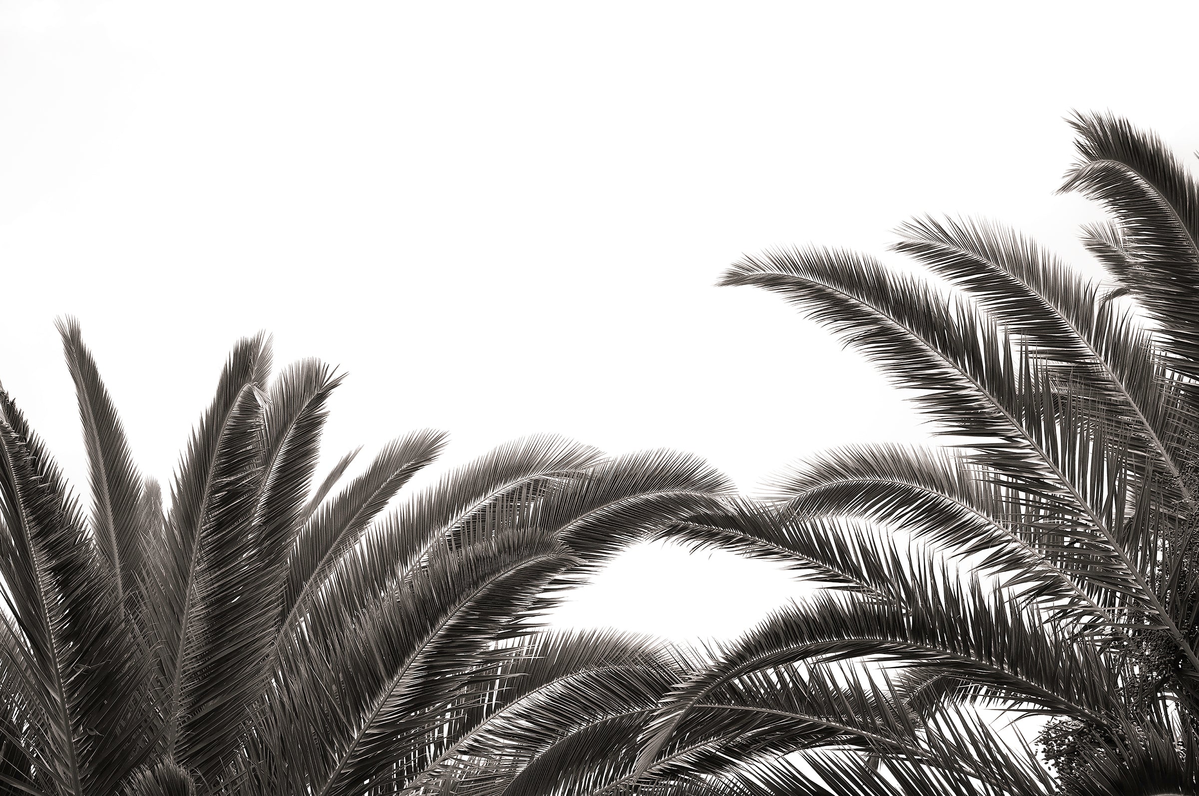 Artwork print of a portrait of palm leaves by Francoise V Fine Art Gallery in Cape Town, South Africa