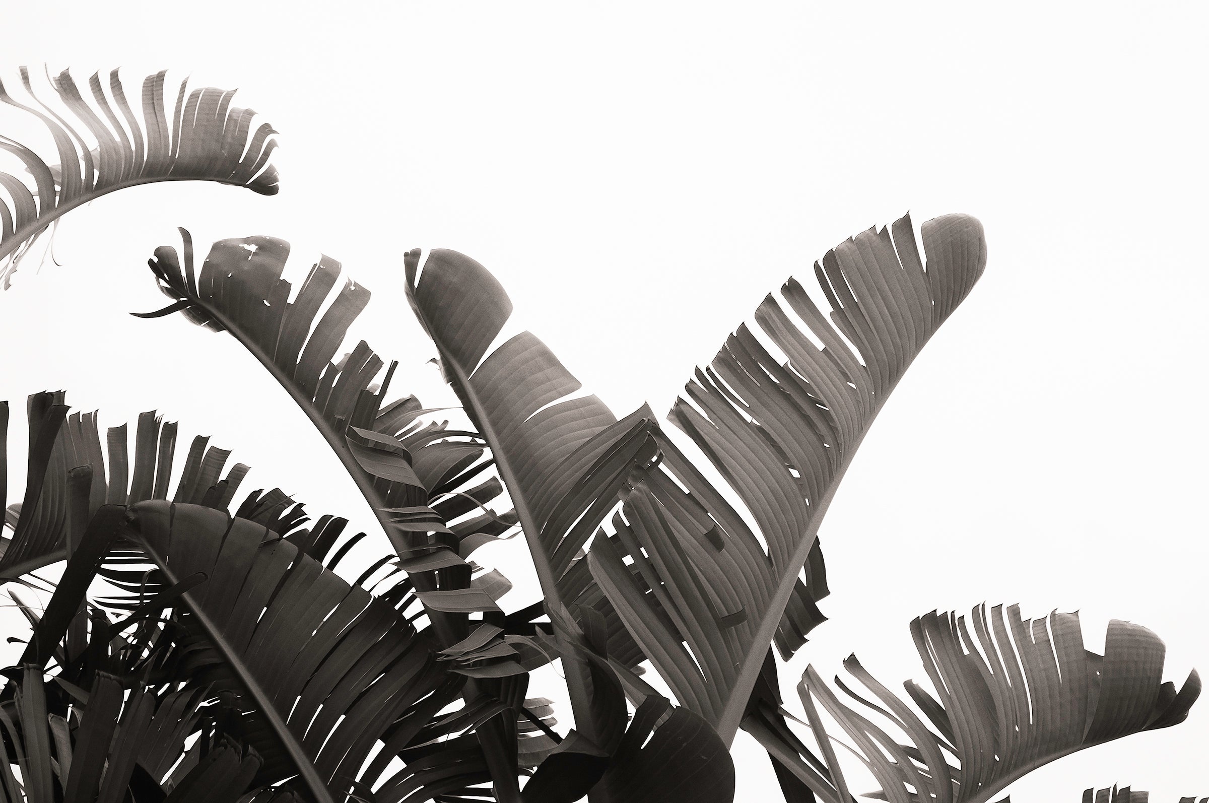 Artwork print of a portrait of palm leaves by Francoise V Fine Art Gallery in Cape Town, South Africa
