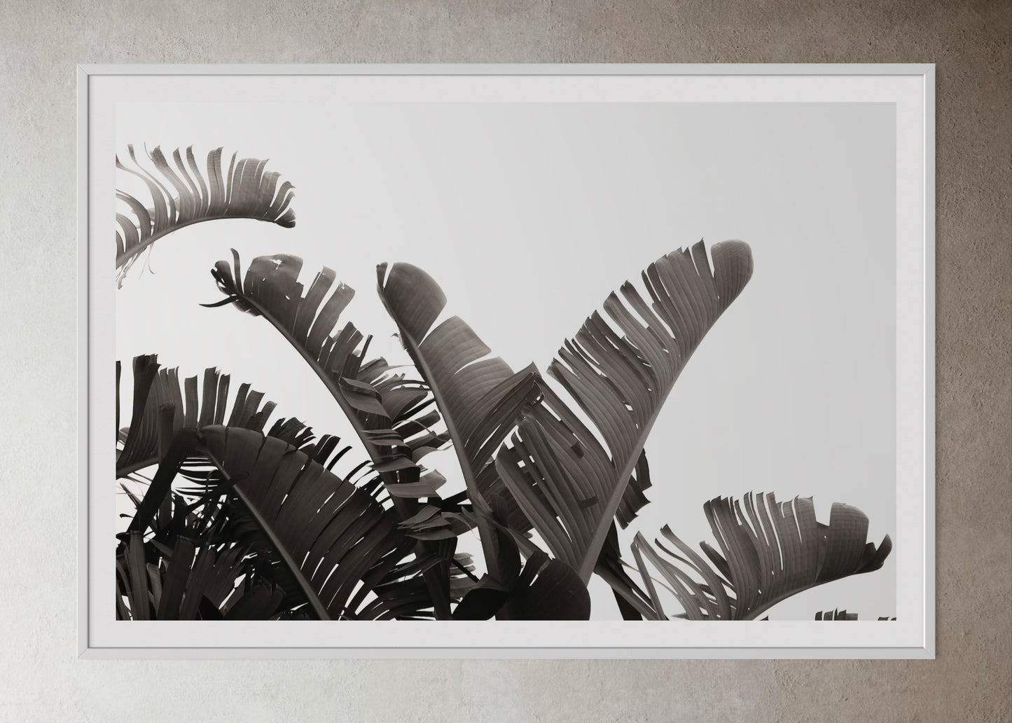 White box-framed artwork print of palm leaves by Francoise V Fine Art Gallery in Cape Town, South Africa