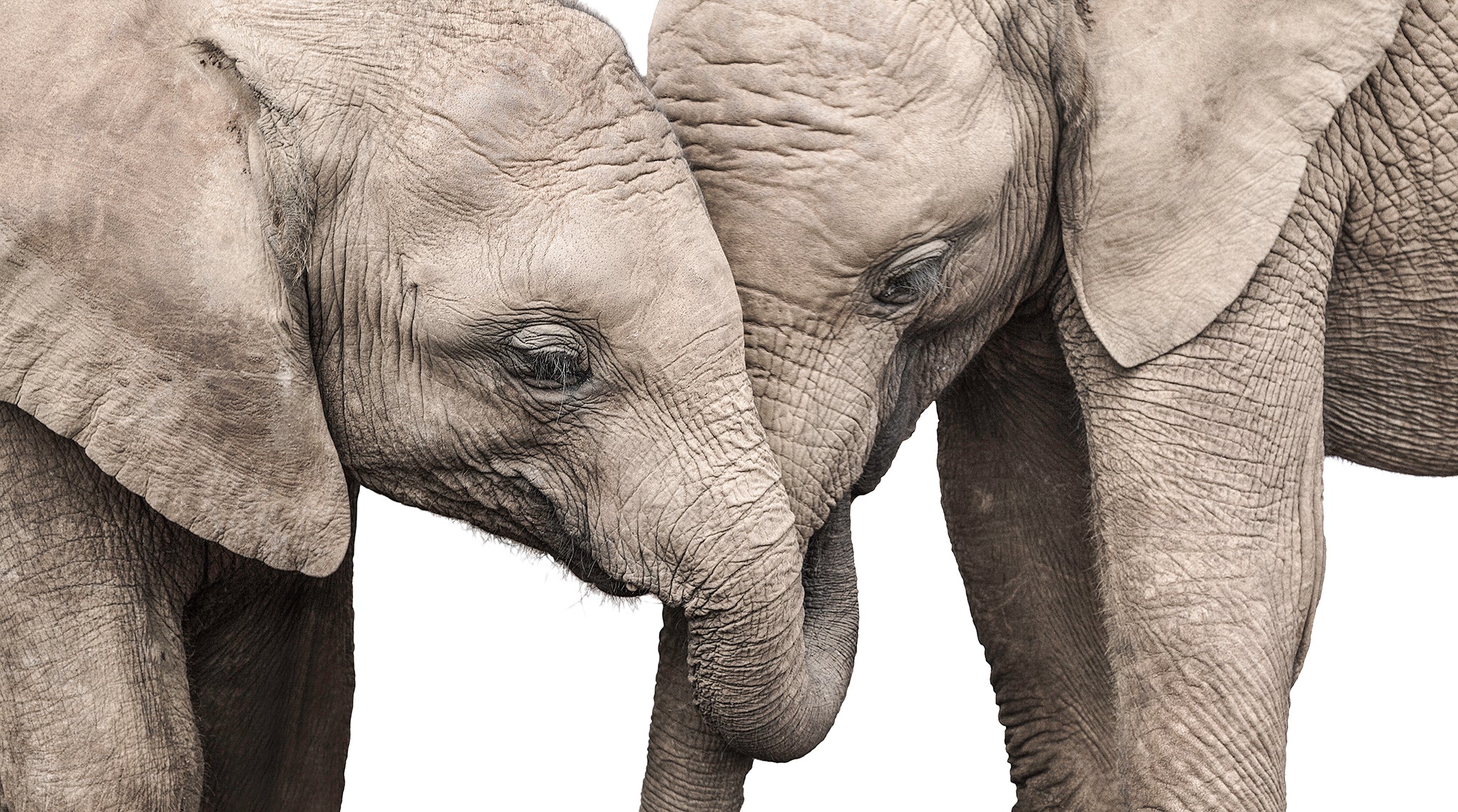 Artwork print of a portrait of two elephants by Francoise V Fine Art Gallery in Cape Town, South Africa