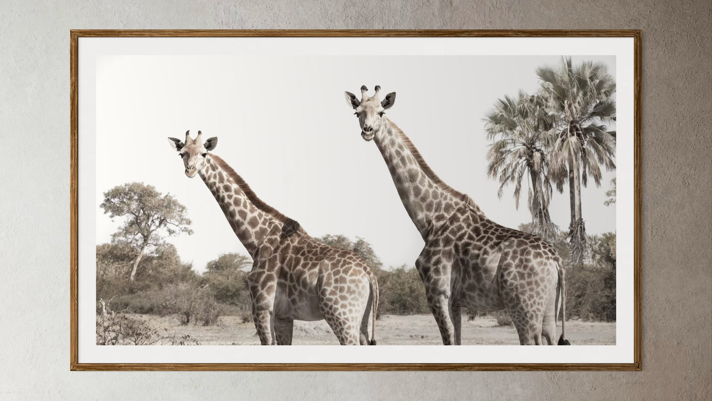 Natural Wood Kiaat framed artwork of a portrait of two giraffes by Francoise V Fine Art Gallery in Cape Town, South Africa