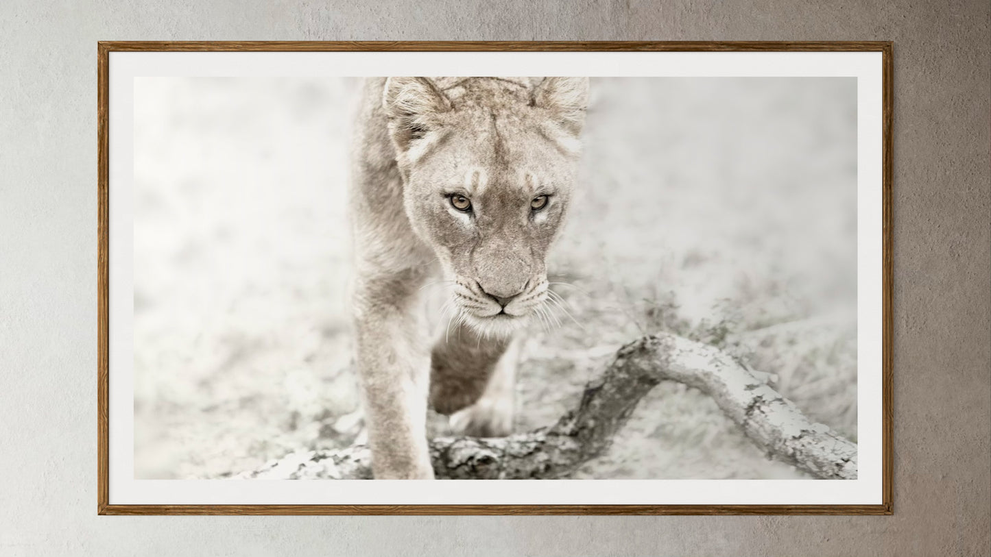 Natural Wood Kiaat framed artwork of a portrait of a lioness by Francoise V Fine Art Gallery in Cape Town, South Africa
