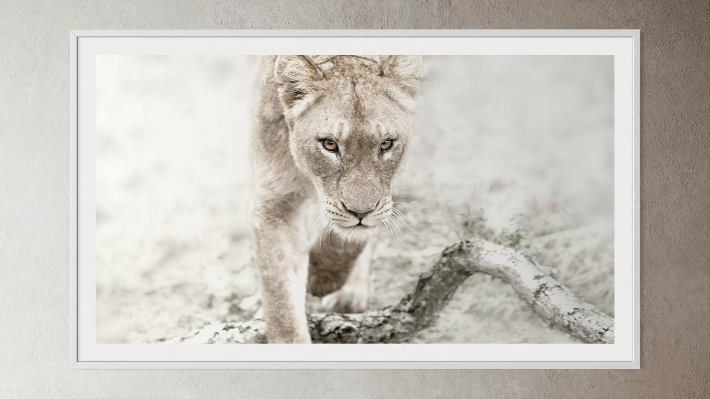 White box-framed artwork print of a portrait of a lioness by Francoise V Fine Art Gallery in Cape Town, South Africa