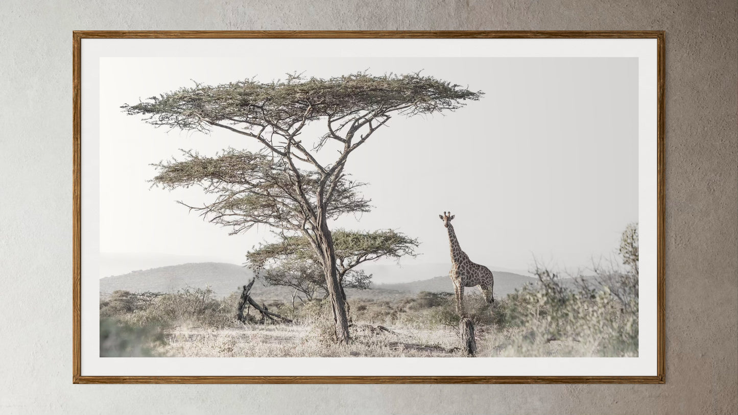 Natural Wood Kiaat framed artwork of a portrait of a giraffe under a tall Acacia treee by Francoise V Fine Art Gallery in Cape Town, South Africa