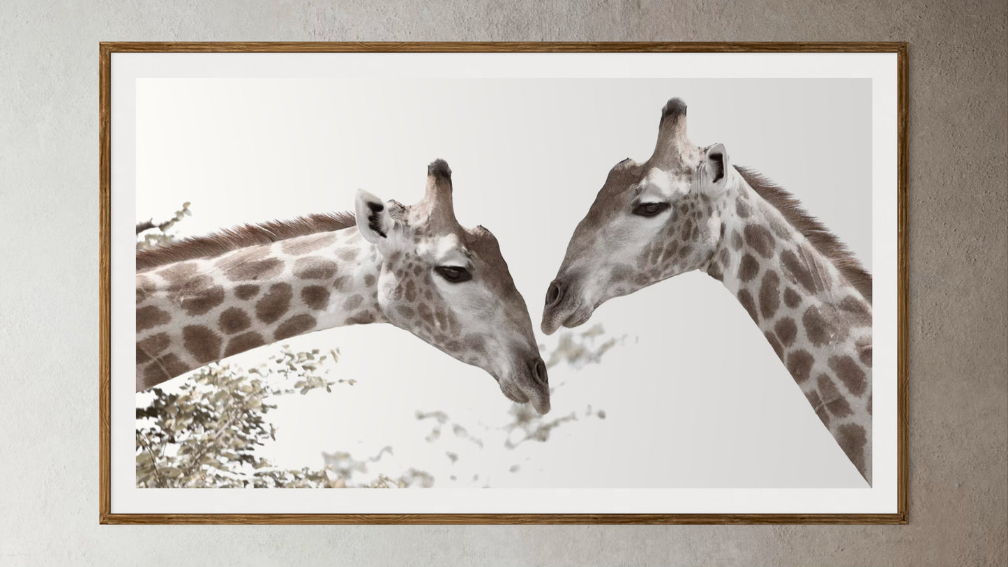Natural Wood Kiaat framed artwork of a portrait of two giraffes by Francoise V Fine Art Gallery in Cape Town, South Africa
