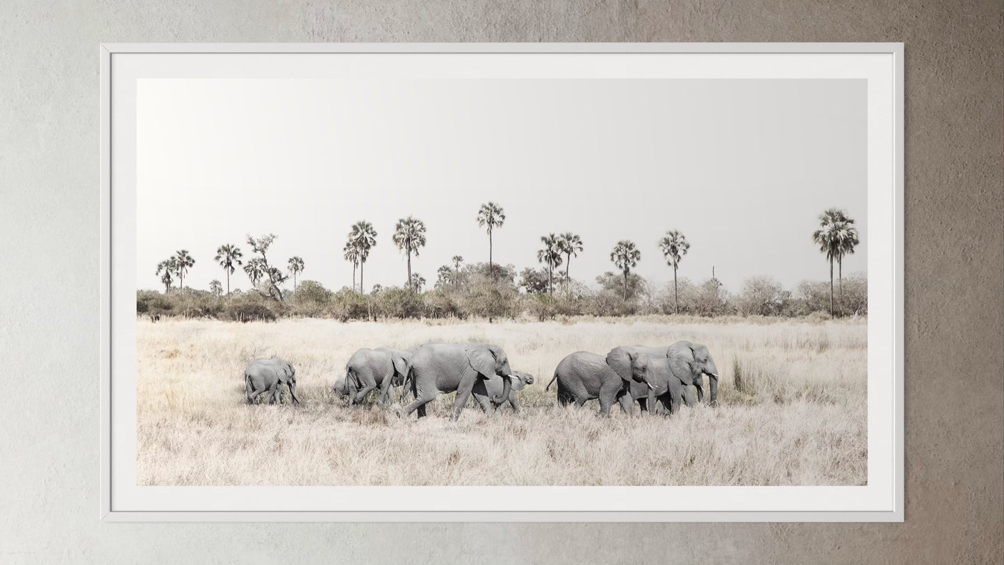 White box-framed artwork print of a portrait of a herd of elephants walking through grasslands by Francoise V Fine Art Gallery in Cape Town, South Africa