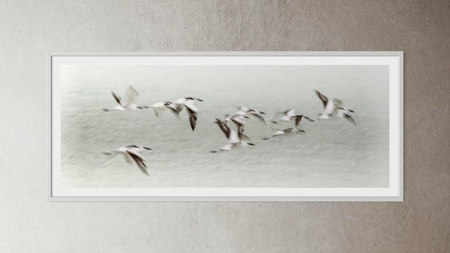 White box-framed artwork print of a Flock of birds flying against a light blue sky by Francoise V Fine Art Gallery in Cape Town, South Africa
