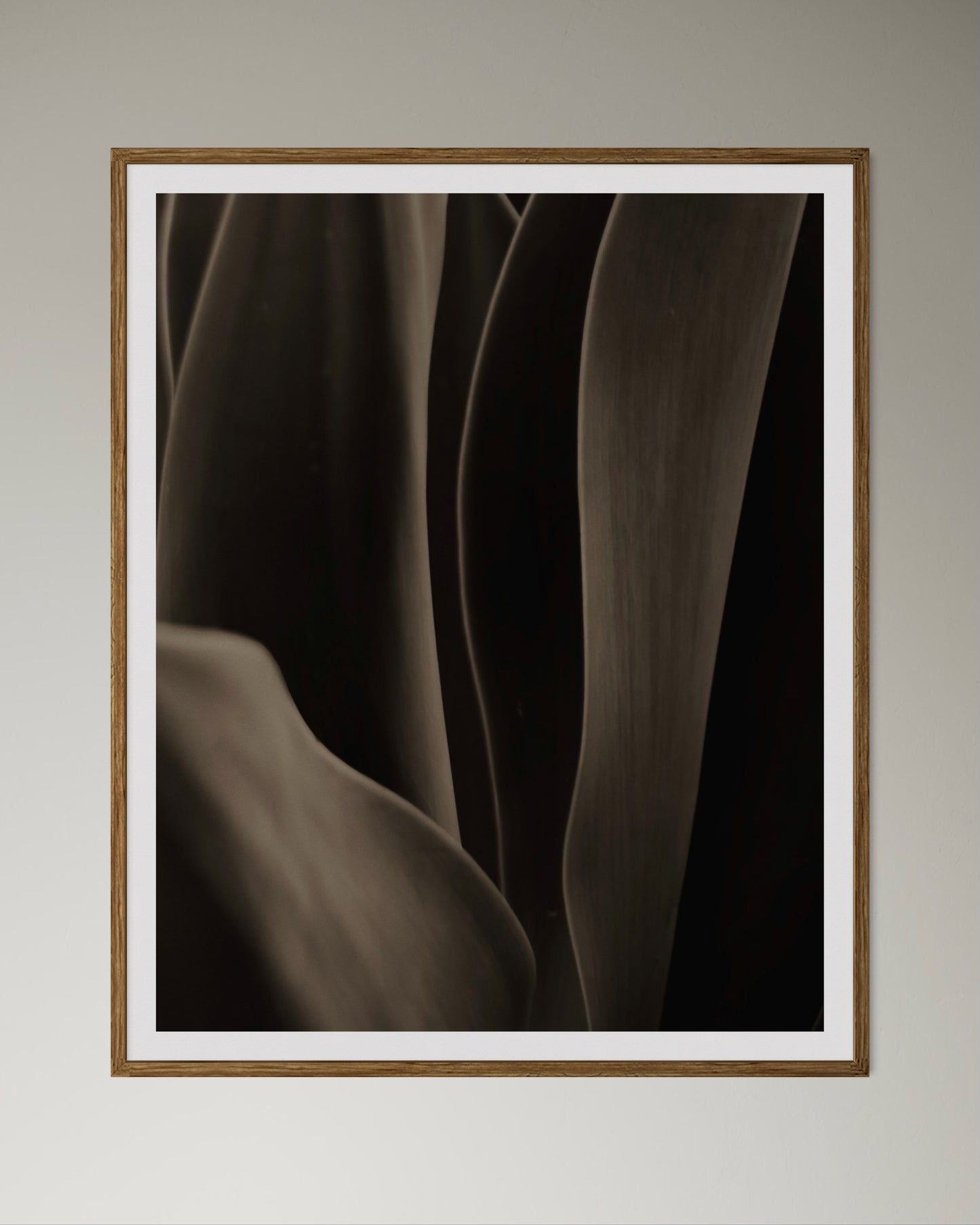 Natural wood kiaat framed artwork of a close-up of an aloe with a focus on texture and pattern by Francoise V Fine Art Gallery in Cape Town, South Africa.