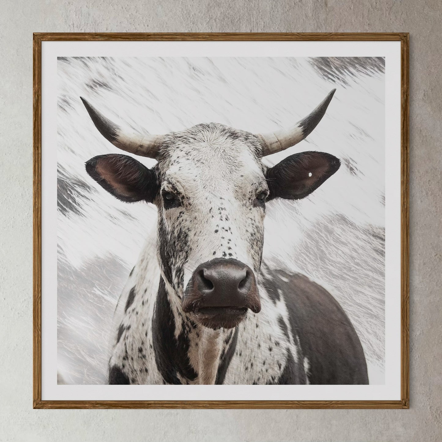 Natural kiaat wood framed artwork of a portrait of an Nguni cow by Francoise V Fine Art Gallery in Cape Town, South Africa