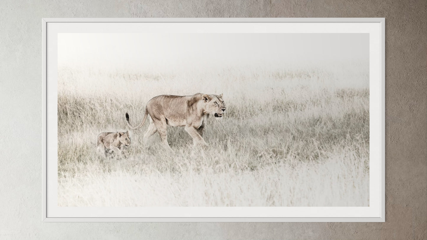 White box-framed artwork print of a portrait of a lioness and her cub by Francoise V Fine Art Gallery in Cape Town, South Africa