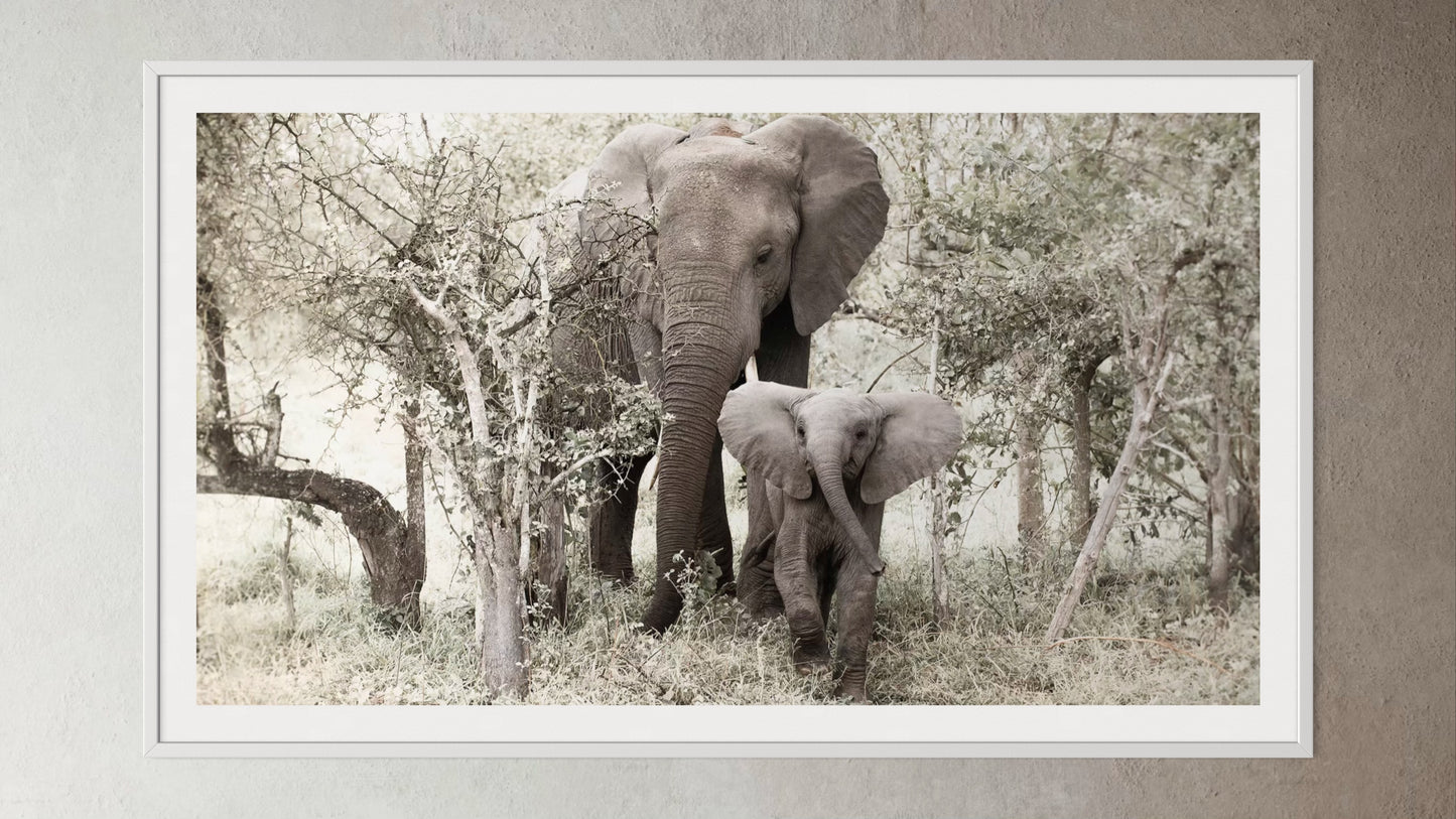 White box-framed artwork print of a portrait of an elephant and her calf by Francoise V Fine Art Gallery in Cape Town, South Africa.