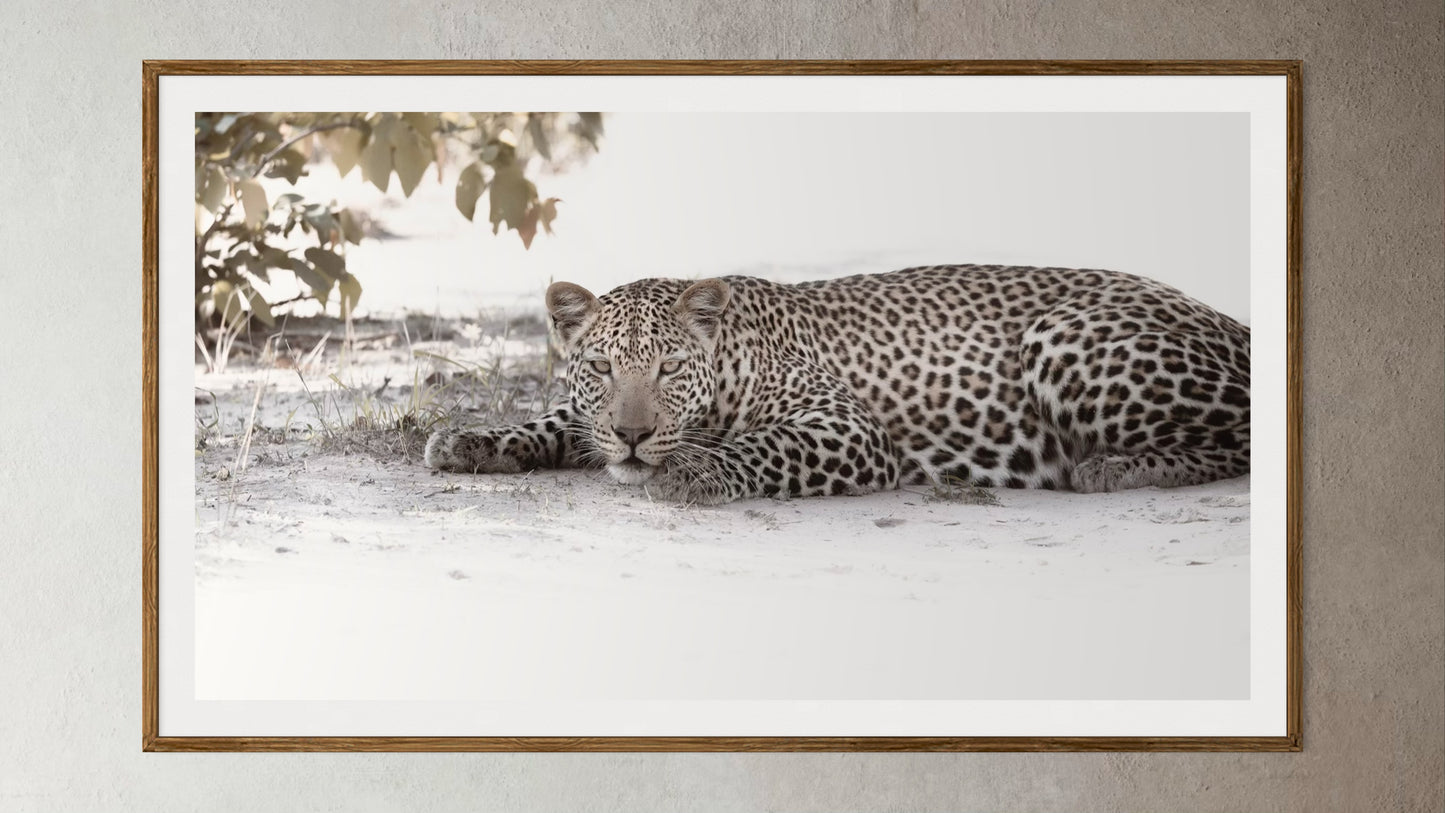 Natural Wood Kiaat framed artwork of a portrait of a leopard in the shade by Francoise V Fine Art Gallery in Cape Town, South Africa