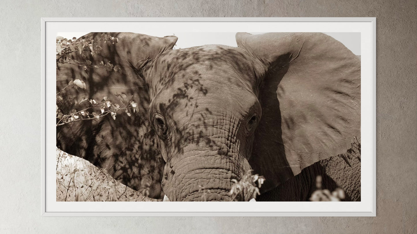 White box-framed artwork print of a portrait of an elephant by Francoise V Fine Art Gallery in Cape Town, South Africa