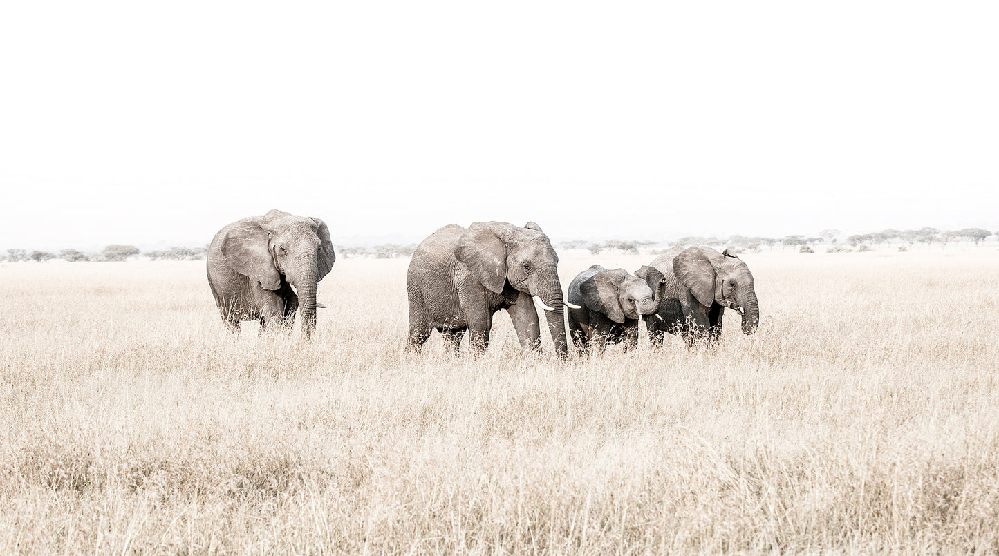 Artwork print of a portrait of a family of elephants walking through grass by Francoise V Fine Art Gallery in Cape Town, South Africa