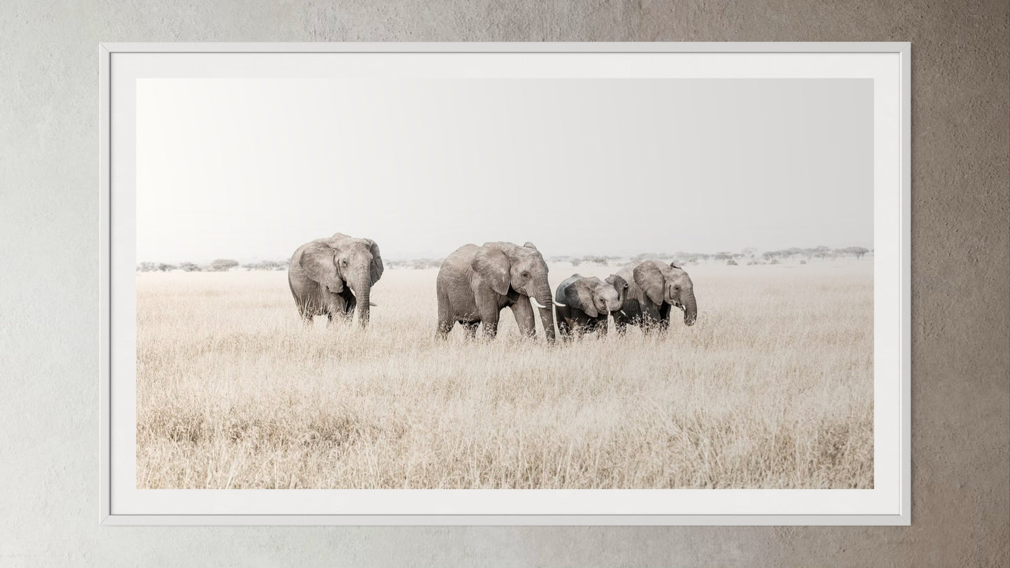 White box-framed artwork print of a portrait of a family of elephants walking through grass by Francoise V Fine Art Gallery in Cape Town, South Africa