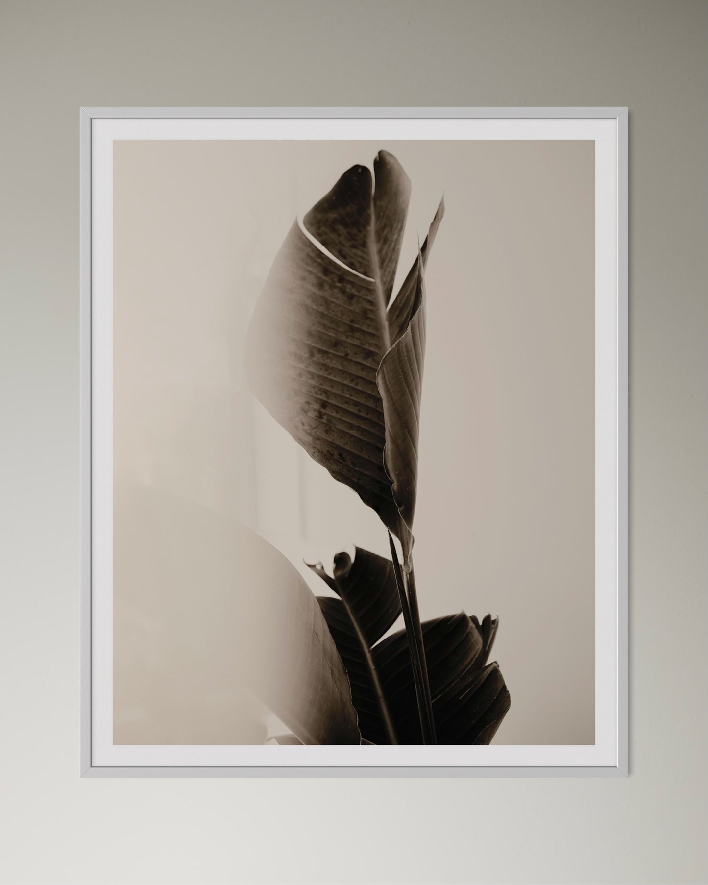 White box-framed artwork of a close-up of tropical leaves in black and white by Francoise V Fine Art Gallery in Cape Town, South Africa.
