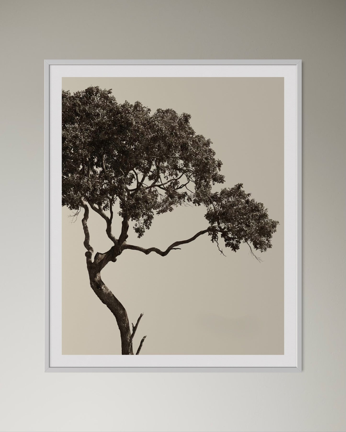 White box-framed tranquil black and beige photographic artwork of a tree by Francoise V Fine Art Gallery in Cape Town, South Africa.