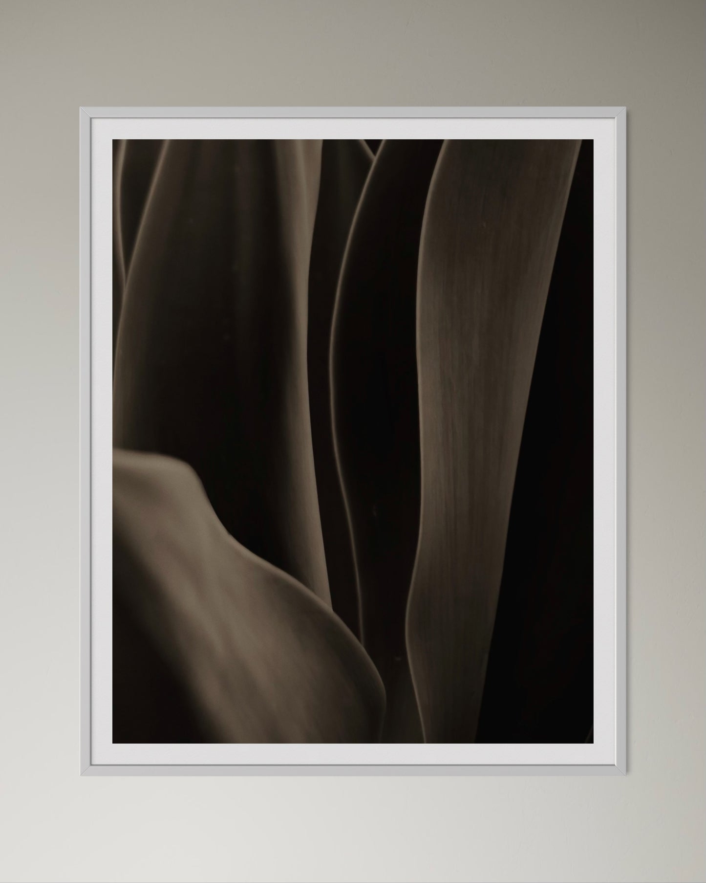 White box-framed artwork of a close-up of an aloe with a focus on texture and pattern by Francoise V Fine Art Gallery in Cape Town, South Africa.