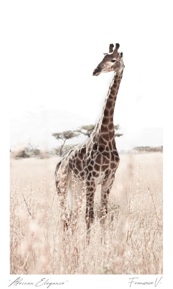 Africas Elegance Postcard