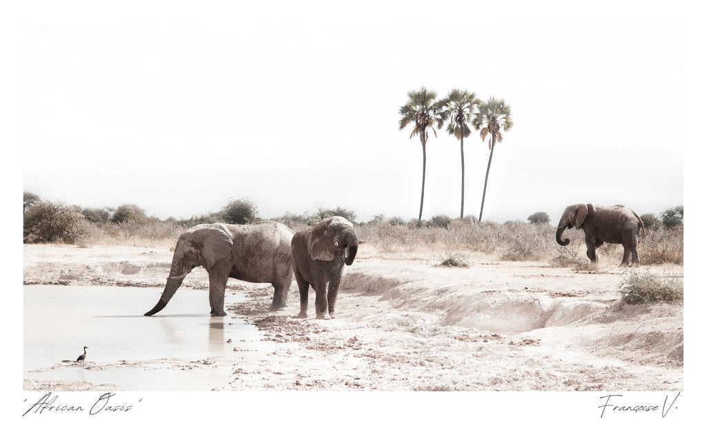 African Oasis Postcard
