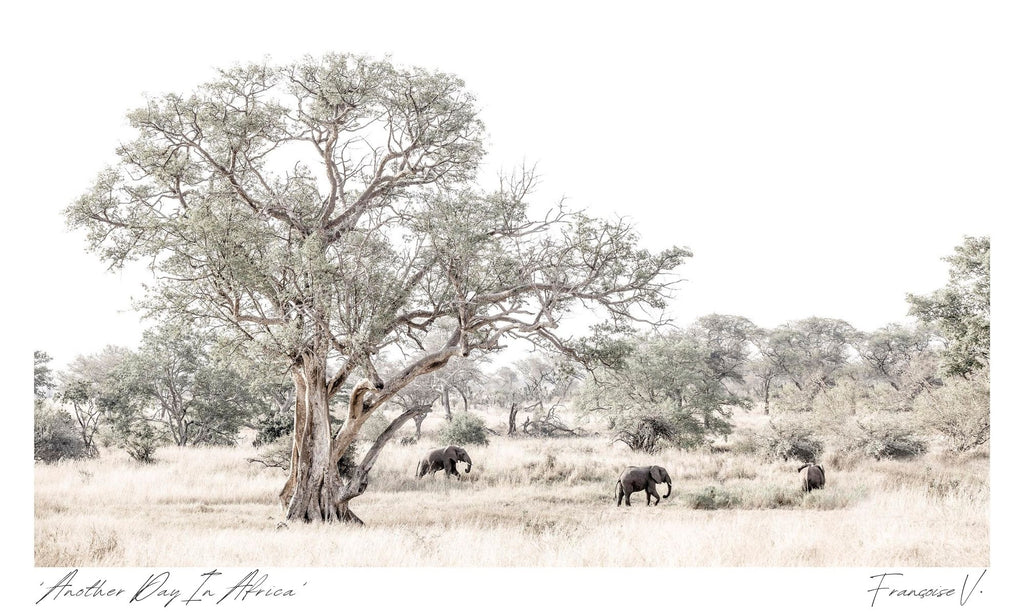Another Day In Africa Postcard