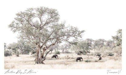 Another Day In Africa Postcard