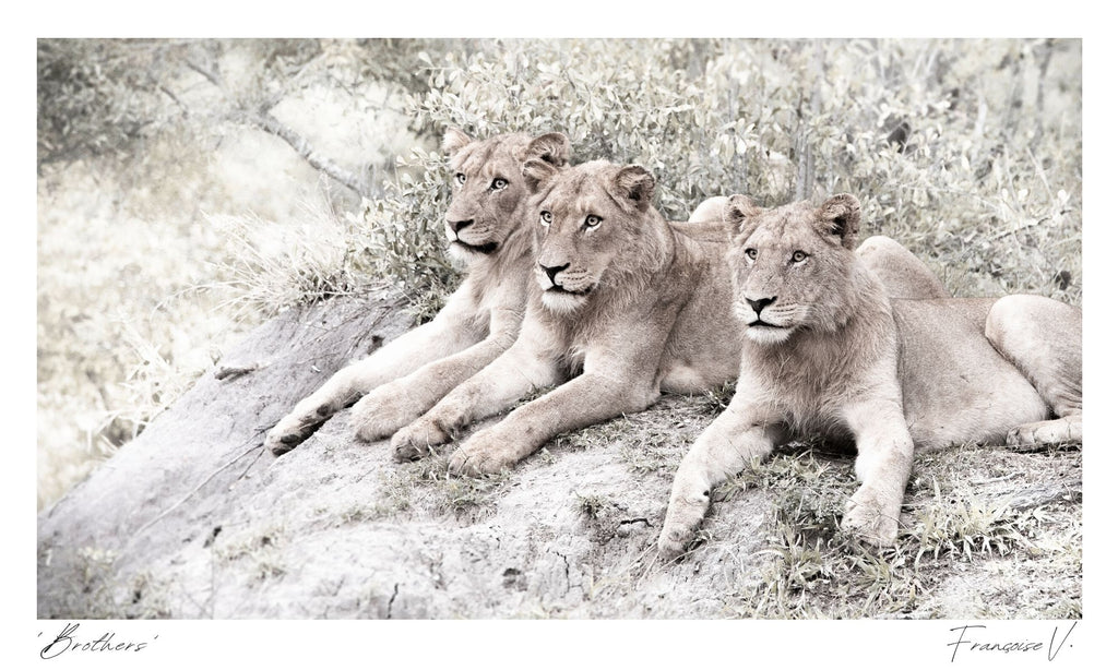 Brothers Postcard