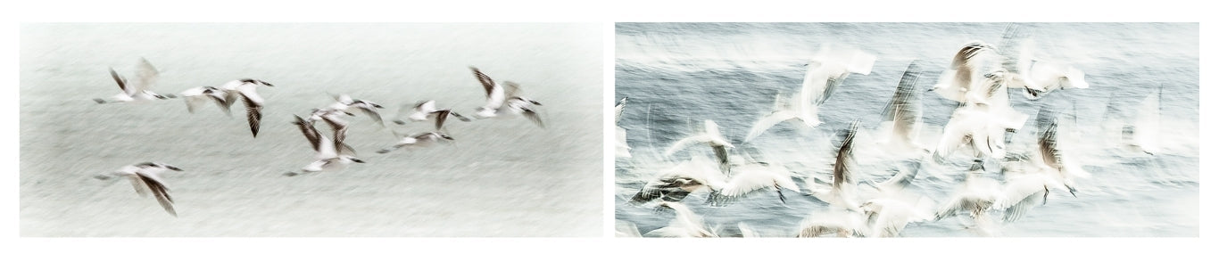 Two illustrations of birds flying over water with a clear sky.