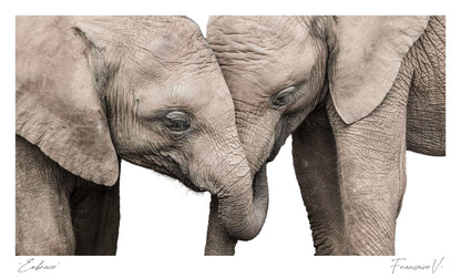 Embrace Postcard