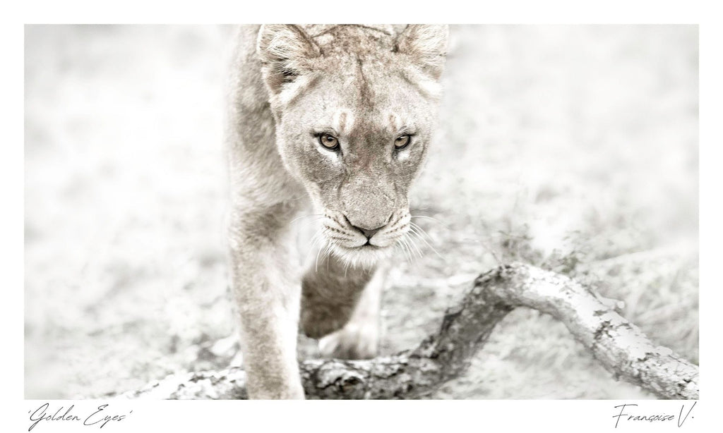 Golden Eyes Postcard