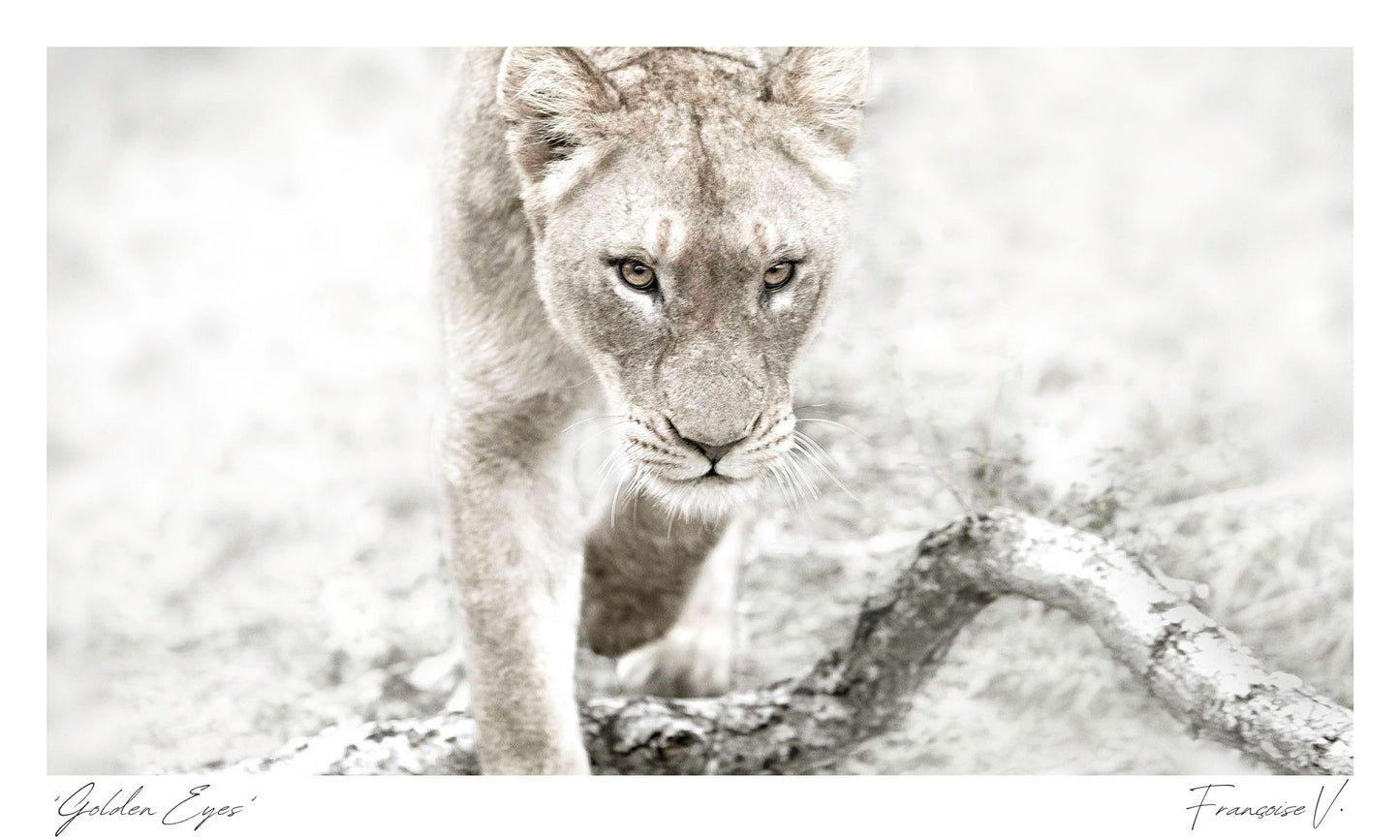 Golden Eyes Postcard