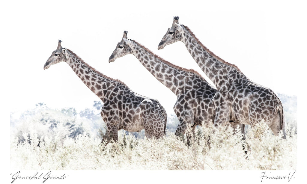 Graceful Giants Postcard