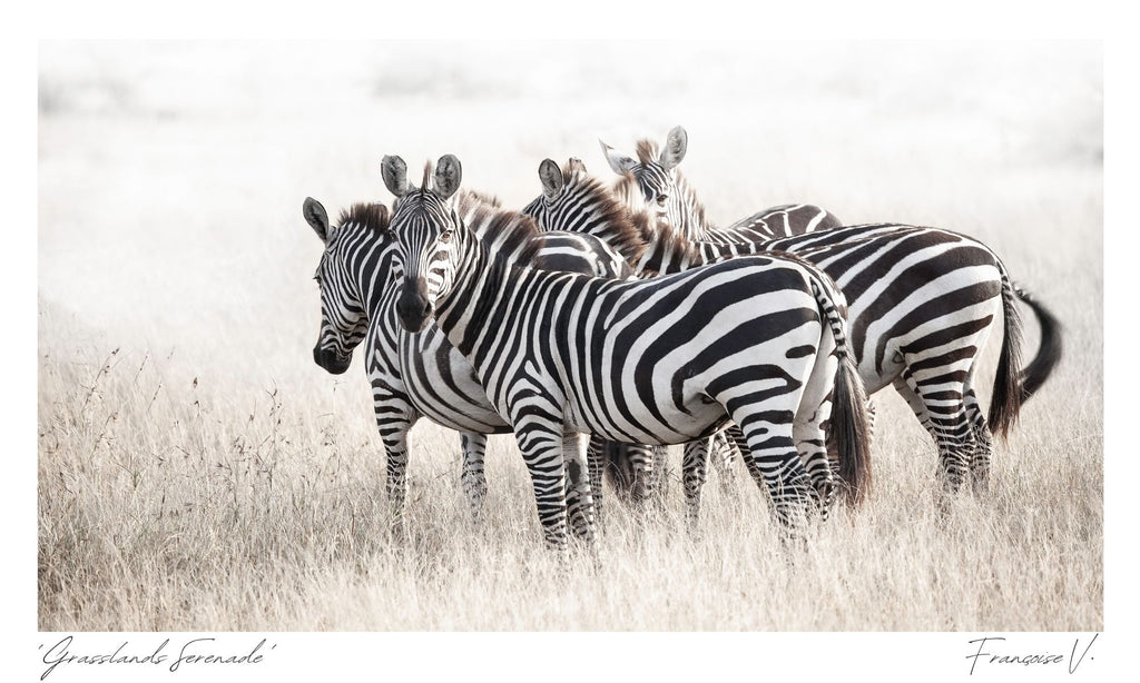 Grasslands Serenade Postcard