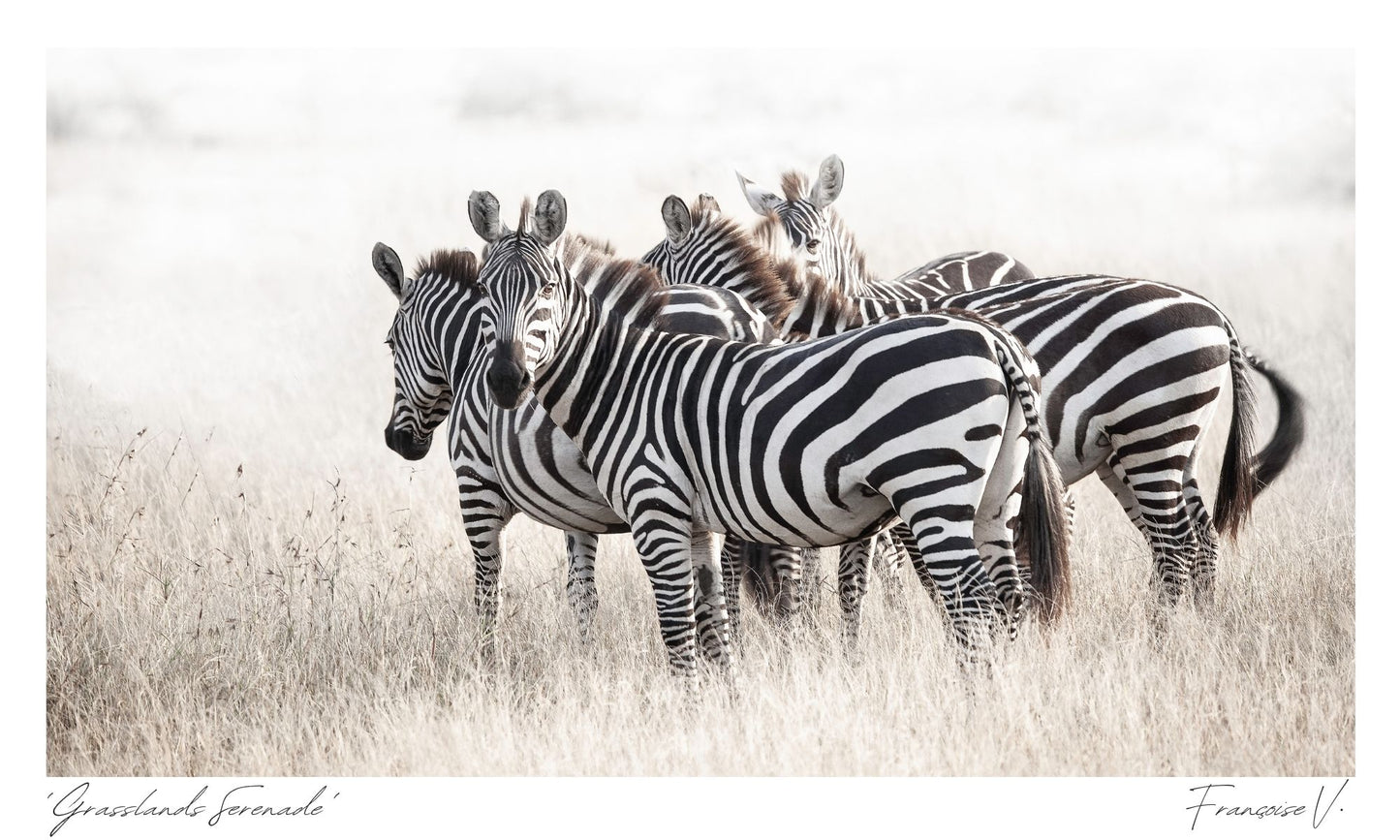 Grasslands Serenade Postcard