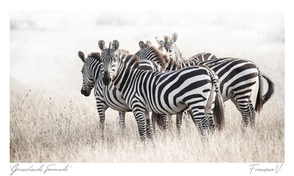 Grasslands Serenade Postcard