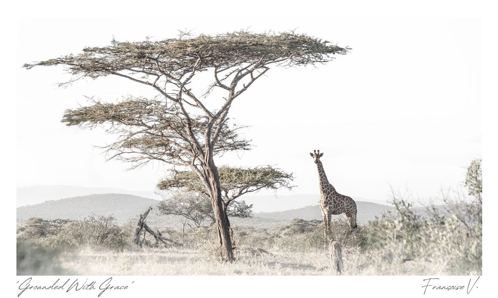 Grounded with Grace Postcard