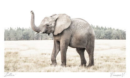 Idlovu Postcard