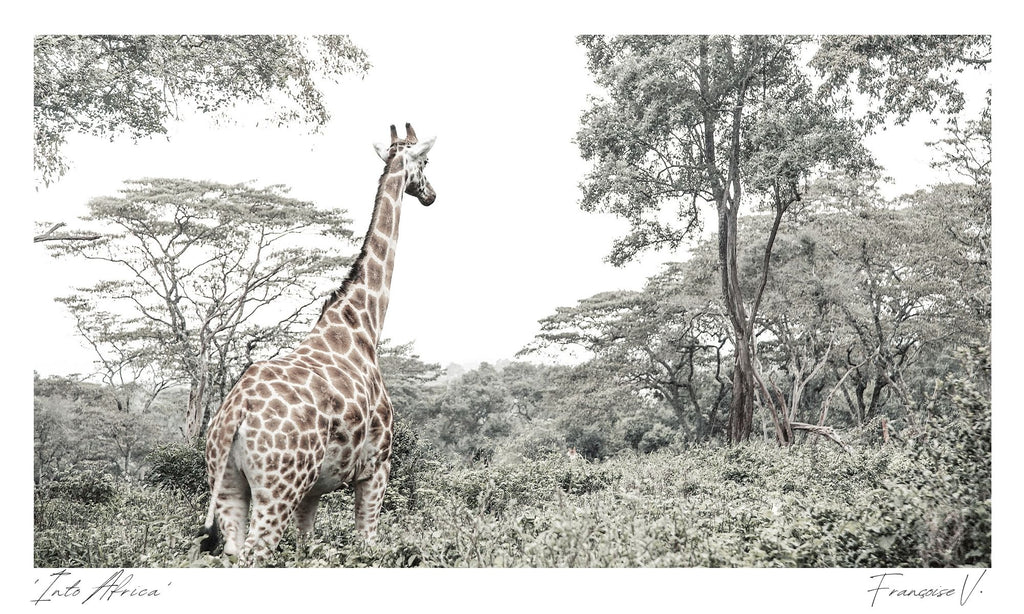 Into Africa Postcard