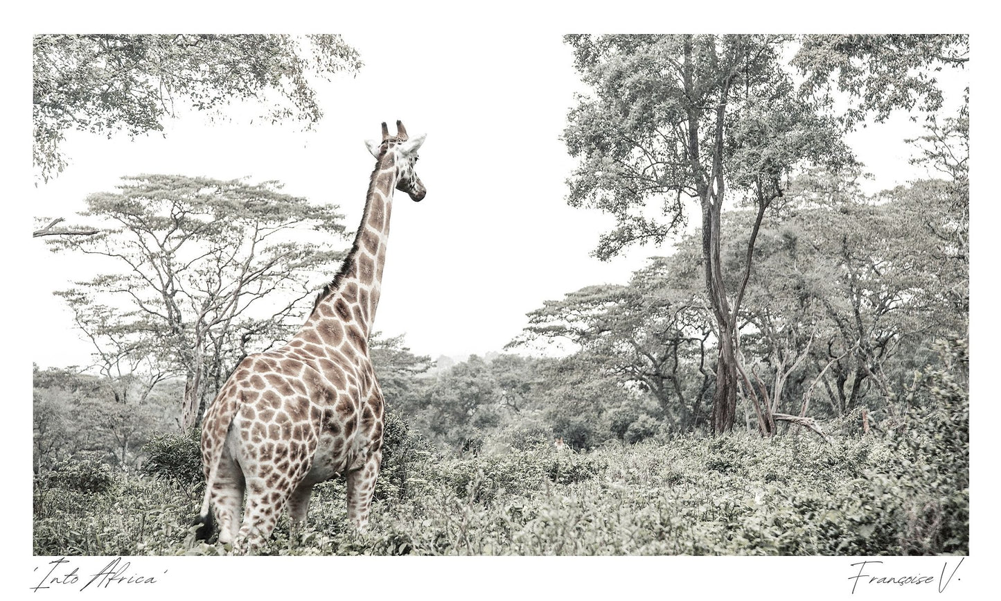 Into Africa Postcard