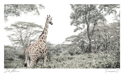 Into Africa Postcard