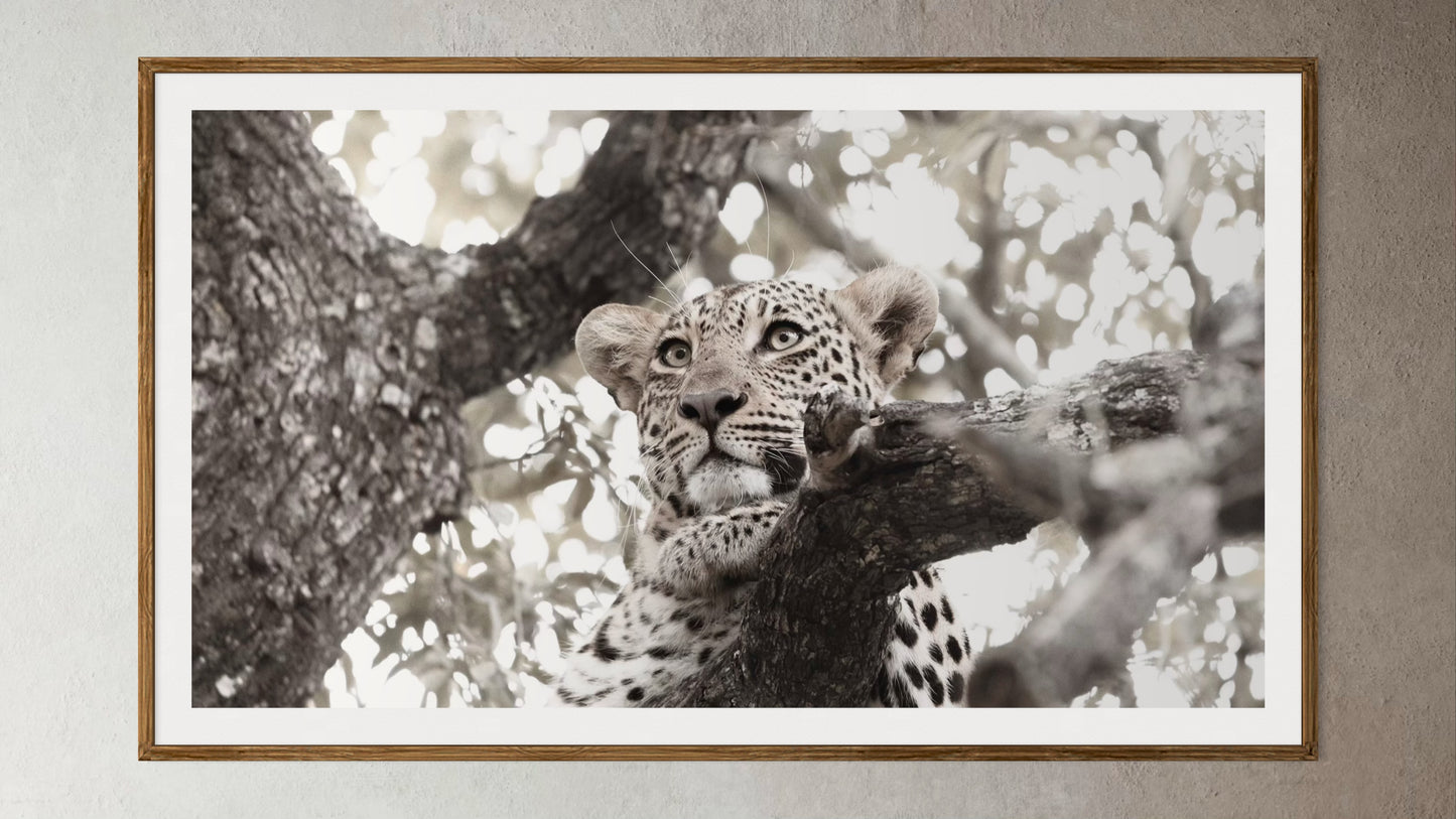 Natural Wood Kiaat framed artwork of a leopard in a tree by Francoise V Fine Art Gallery in Cape Town, South Africa